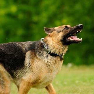 German Shepherd phone wallpaper