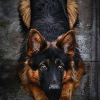 German Shepherd phone wallpaper