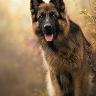 German Shepherd phone wallpaper