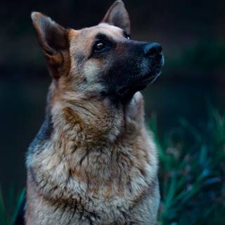 German Shepherd phone wallpaper