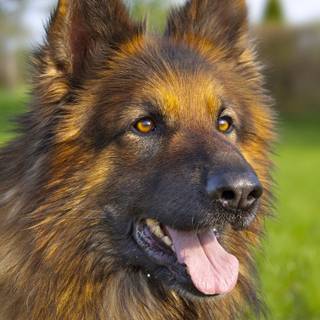 German Shepherd phone wallpaper