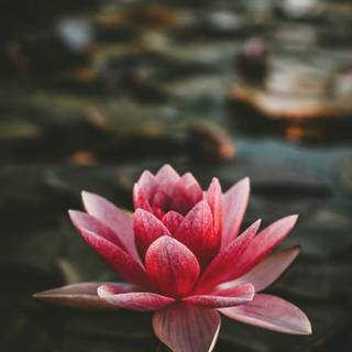 Lotus flower phone wallpaper