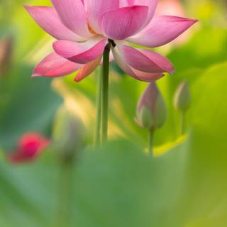 Lotus flower phone wallpaper