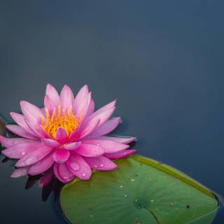 Lotus flower phone wallpaper