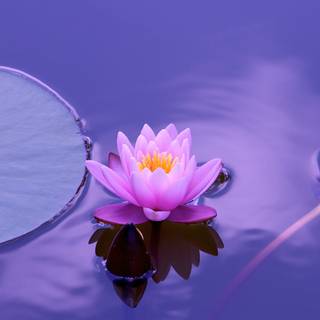 Lotus flower phone wallpaper