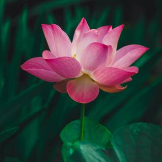 Lotus flower phone wallpaper