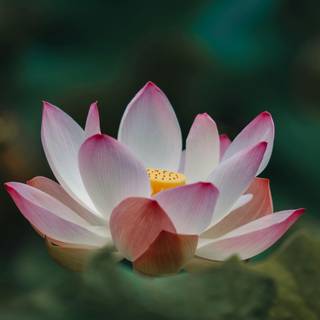 Lotus flower phone wallpaper