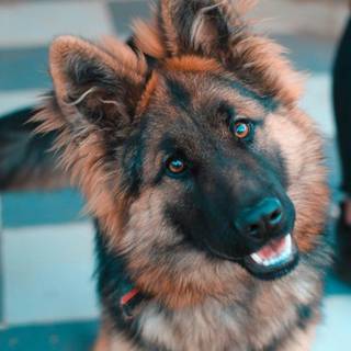 German Shepherd phone wallpaper