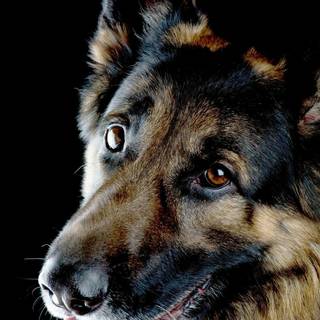 German Shepherd phone wallpaper