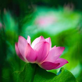 Lotus flower phone wallpaper