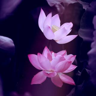 Lotus flower phone wallpaper