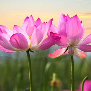 Lotus flower phone wallpaper