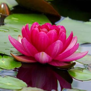 Lotus flower phone wallpaper