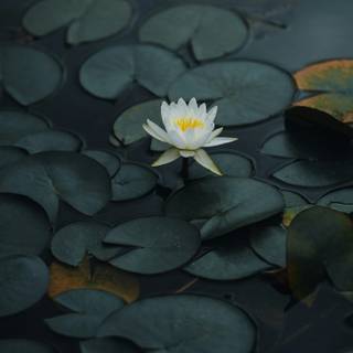 Lotus flower phone wallpaper