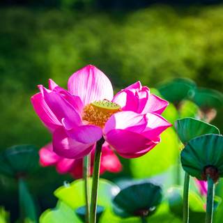 Lotus flower phone wallpaper