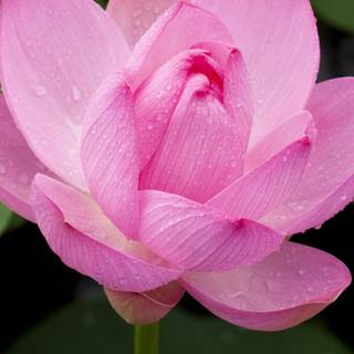 Lotus flower phone wallpaper