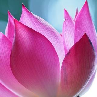 Lotus flower phone wallpaper