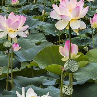Lotus flower phone wallpaper