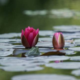 Lotus flower phone wallpaper