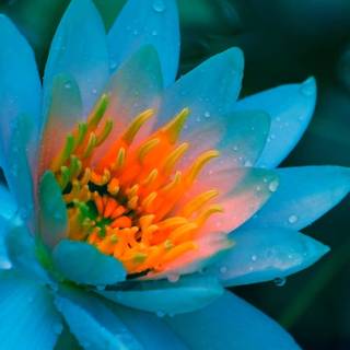 Lotus flower phone wallpaper