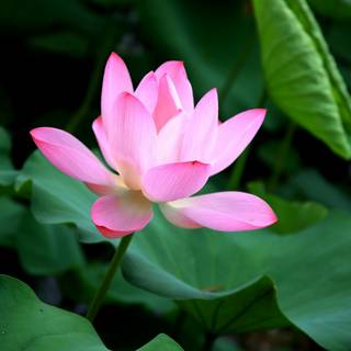 Lotus flower phone wallpaper