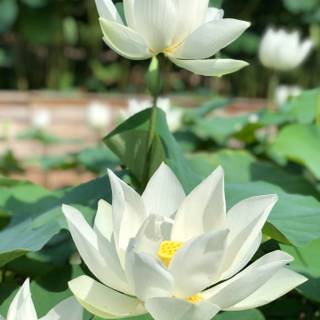 Lotus flower phone wallpaper