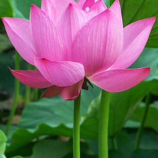 Lotus flower phone wallpaper