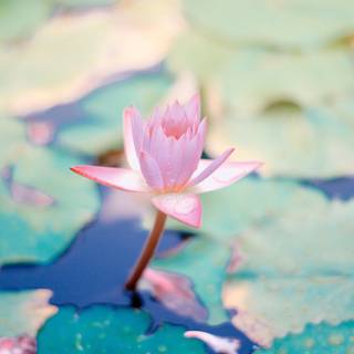 Lotus flower phone wallpaper