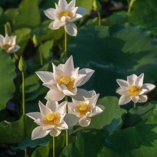 Lotus flower phone wallpaper