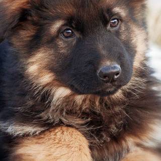 German Shepherd phone wallpaper