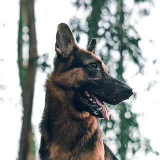 German Shepherd phone wallpaper
