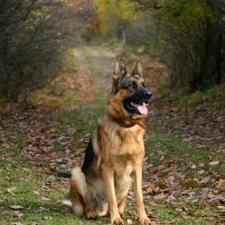 German Shepherd phone wallpaper