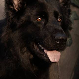 German Shepherd phone wallpaper