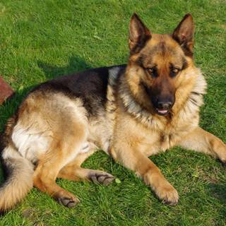 Mean German Shepherd wallpaper