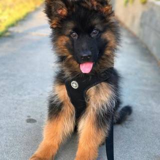 German Shepherd phone wallpaper