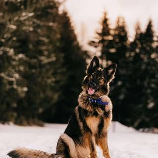 German Shepherd phone wallpaper