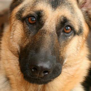 German Shepherd phone wallpaper