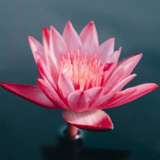 Yoga iPhone wallpaper