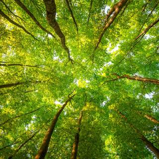 Trees desktop wallpaper