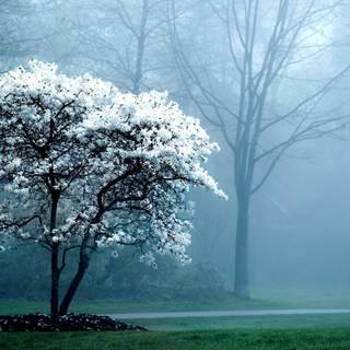 Trees desktop wallpaper