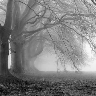 Trees desktop wallpaper