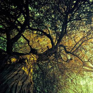 Trees desktop wallpaper