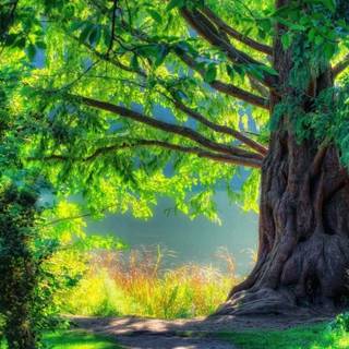 Trees desktop wallpaper