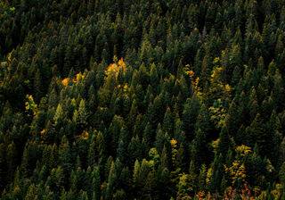 Trees desktop wallpaper