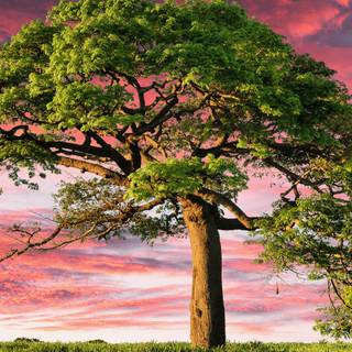 Trees desktop wallpaper