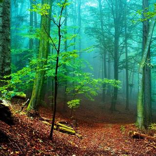 Trees desktop wallpaper