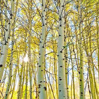 Trees desktop wallpaper