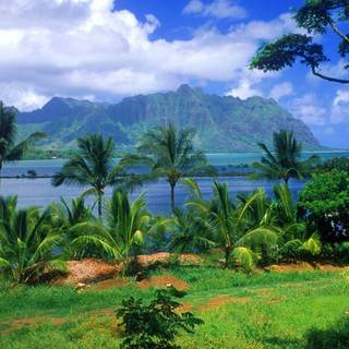 Trees desktop wallpaper