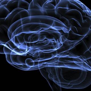 Brain desktop wallpaper