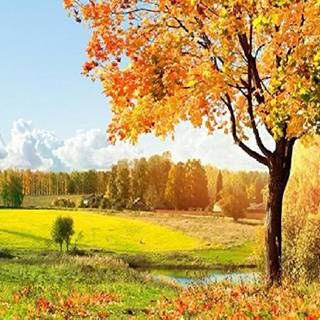 Trees desktop wallpaper